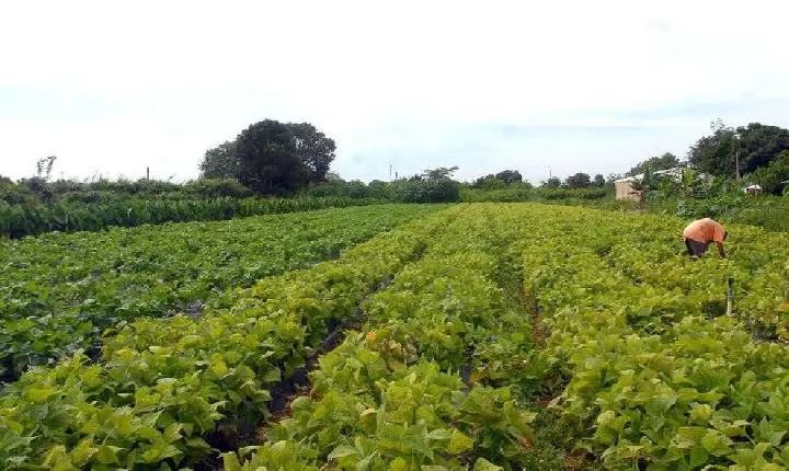 Ministério paga Garantia-Safra a 25 mil agricultores familiares