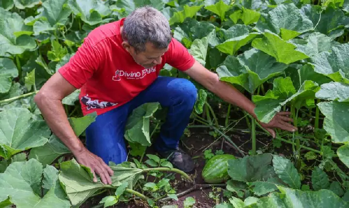 Palmas ganha Central de Abastecimento da Agricultura Familiar na Feira da 304 Sul