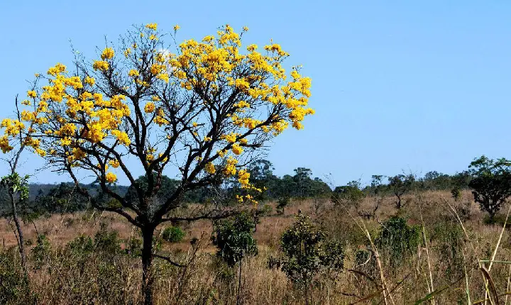 Plataforma reúne dados, fotos e infográficos do cerrado na internet