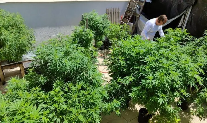 Venda de produtos à base de cannabis aumenta mais de 340% em farmácias do Brasil